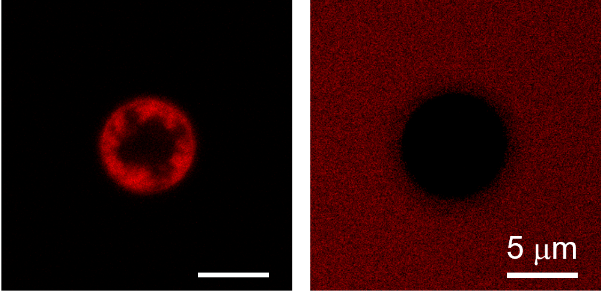 重磅！中科院采用親-疏異質微球實現從廢水中回收有機染料 中網行業信息網